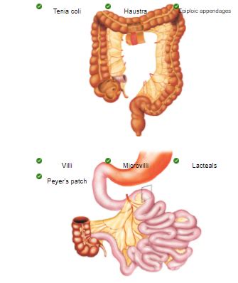 Chapter Digestive Flashcards Easy Notecards