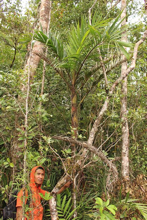 Pinanga Philippinensis Arecaceae Image At Phytoimages Siu Edu