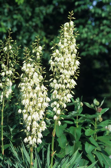 Yucca Filamentosa Adam S Needle Garden Center Marketing