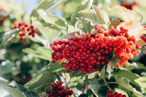 Premium Photo A Bunch Of Ripe Viburnum On A Branch In The Garden