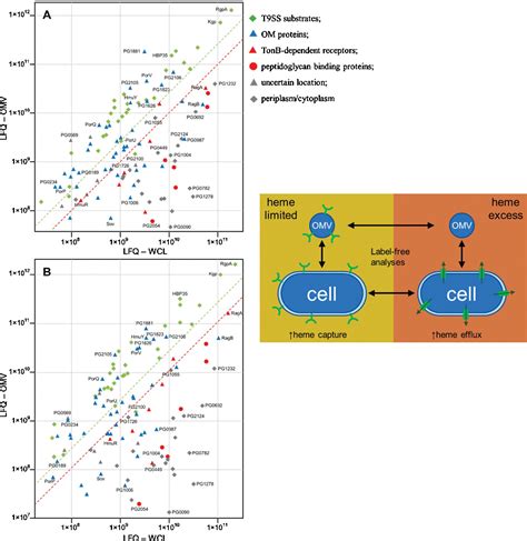 PDF Porphyromonas Gingivalis Outer Membrane Vesicles As The Major