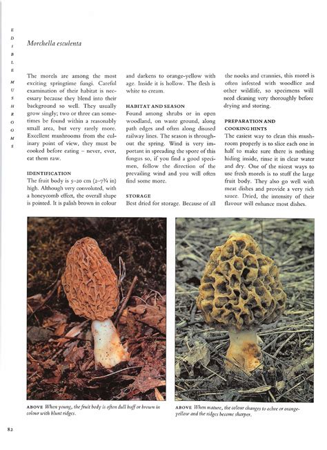 The Mushroom Guide And Identifier Info Page 84 Flip Pdf Online Pubhtml5