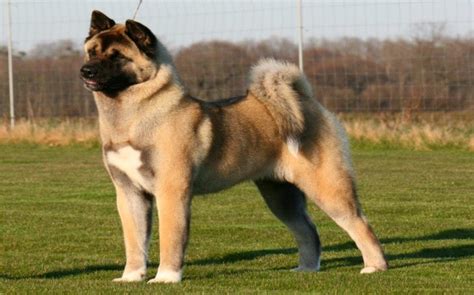 All About Akita Dog Breed- Origin, Behavior, Trainability, Facts ...