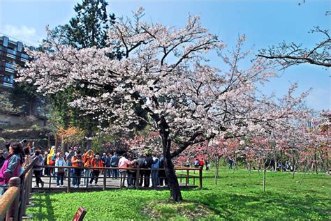 花季到 武陵、阿里山2、3月紛起跑 生活 自由時報電子報