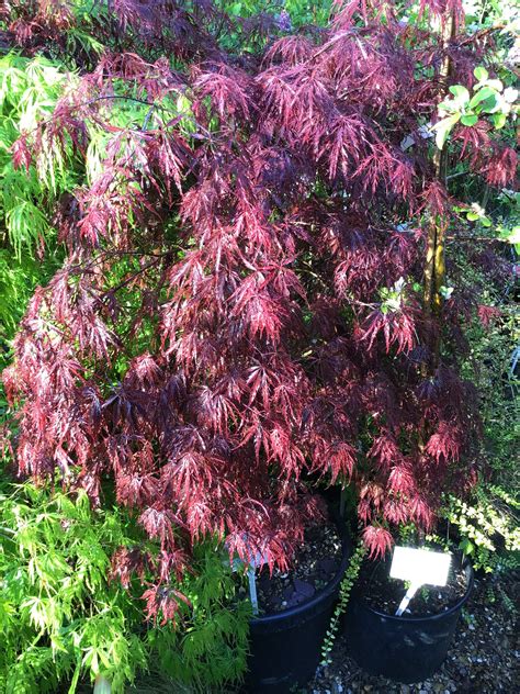 Acer ‘Inaba Shidare’ – Kew Gardener