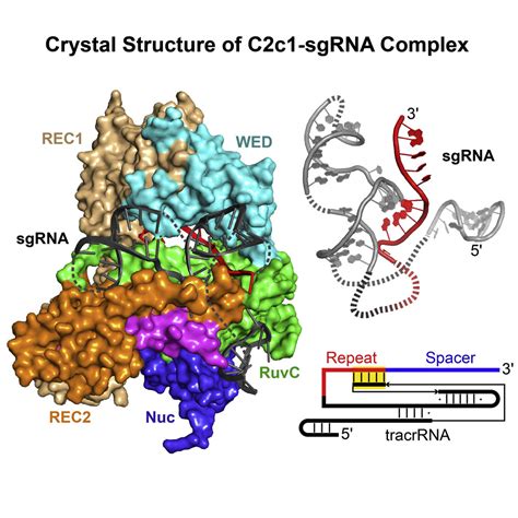 C2c1 SgRNA Complex Structure Reveals RNA Guided DNA Cleavage Mechanism