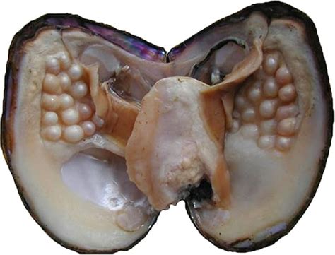 Amazon.com: Oyster Pearls, POSHOPS Freshwater Cultured Big Oysters with ...