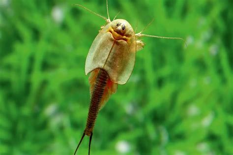 Strange Prehistoric Looking Creatures Appear In A United States Lake