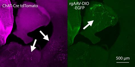 Addgene Aav Data Hub Paav Hsyn Dio Egfp In Mouse Aav Retrograde