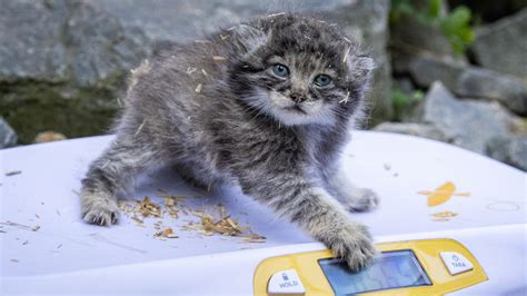 Berliner Tierpark freut sich über Manul Kätzchen Grumpy Cat ist zurück