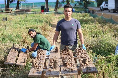 Lumache Di Terra In Sicilia Il Pi Grande Allevamento Italiano