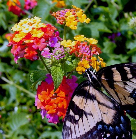 Home and Gardening: Butterfly Bush