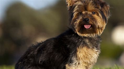 Los Yorkies Son Buenas Mascotas