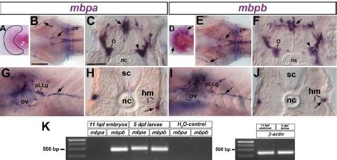 Whole Mount In Situ Hybridization Was Performed With The Indicated