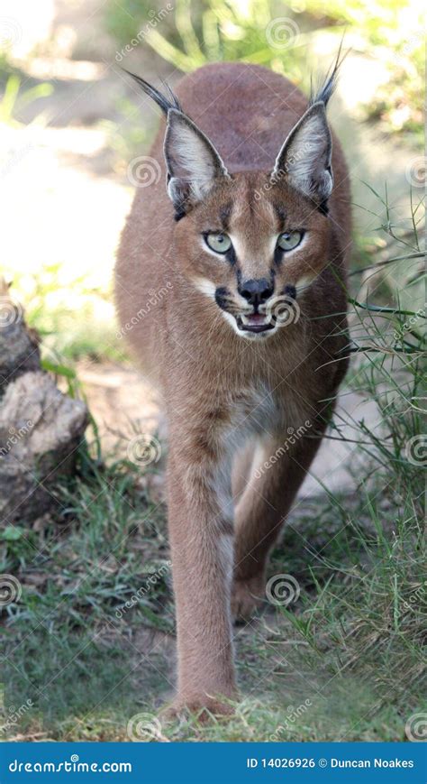 Caracal Wild Cat Stock Image 6167371