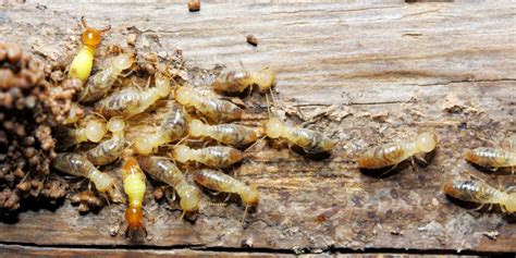 Termite Inspections Perth Termite Pest Control WA