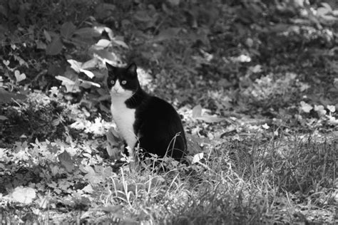 Domestic Cat Free Stock Photo Public Domain Pictures