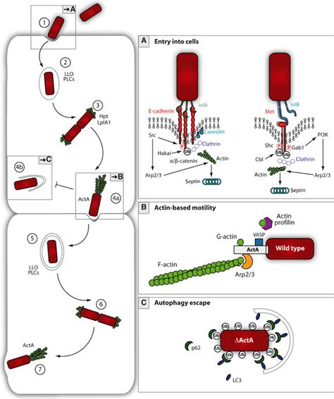 Schematic Drawing Of Listeria Monocytogenes Invasion And Intracellular Download Scientific