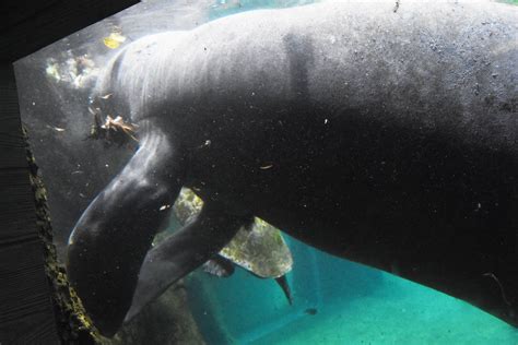 Manatees at ZooTampa 11 by HaleyGottardo on DeviantArt