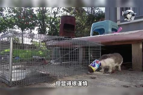 流浪猫头被卡住多日，无法进食又很警惕，庆幸遇到好心人好心人