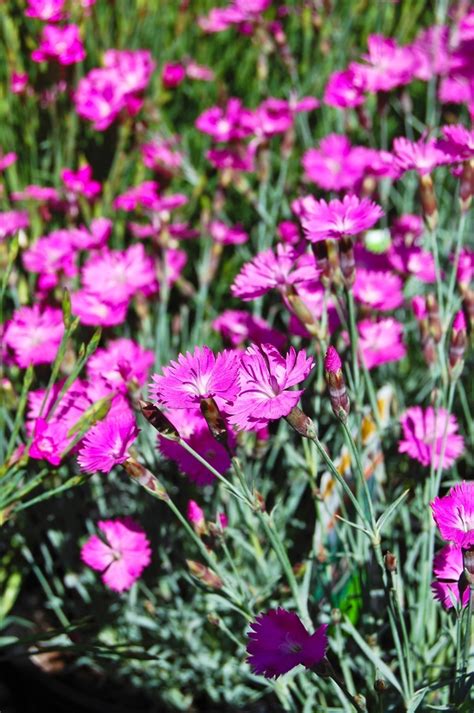 Dianthus Gratianopolitanus Firewitch Pinks Jim Whiting Nursery