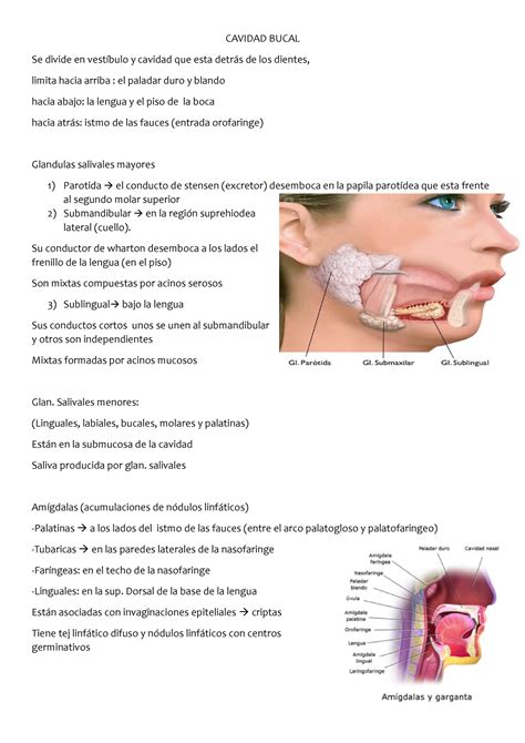 Digestivo I Era Ross Histolog A Texto Y Atlas Cavidad Bucal