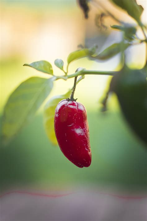 Chilli Hot Pepper Free Photo On Pixabay Pixabay