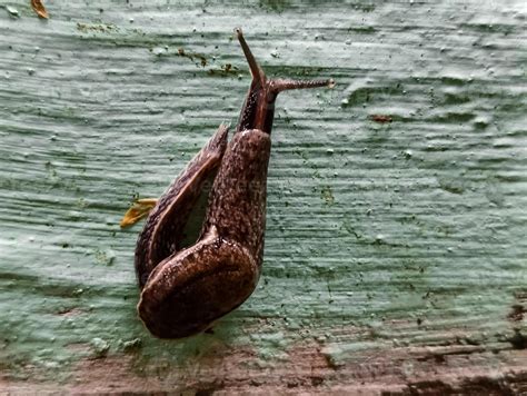 A Naked Snail Without A Shell Is Walking 40815995 Stock Photo At Vecteezy