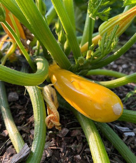 Golden Zucchini Chilli Blossom Farm