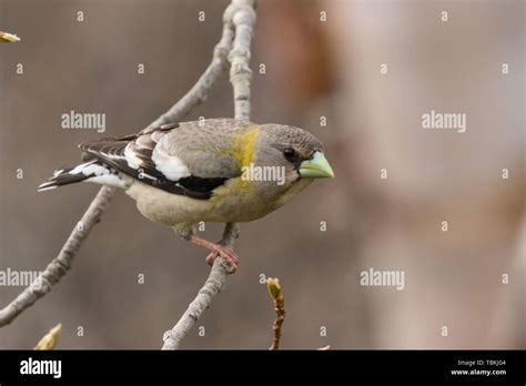 Evening Grosbeak female Stock Photo - Alamy