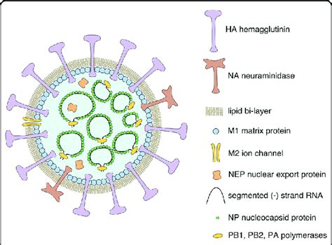 Components Of The Influenza A Virus Schematic Representation Of All