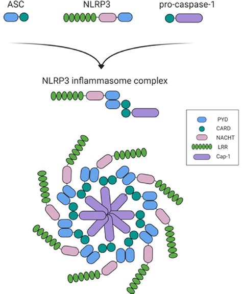 Inflammasome Pathway