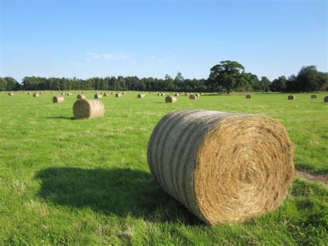 Fotos Gratis Rbol C Sped Planta Heno Bala Campo Granja Prado