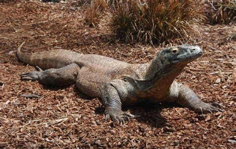 Varanidae Merritt College Herpetology