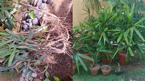 Broadleaf Lady Palm Care Propagation Bamboo Rhapis Palm Greenery