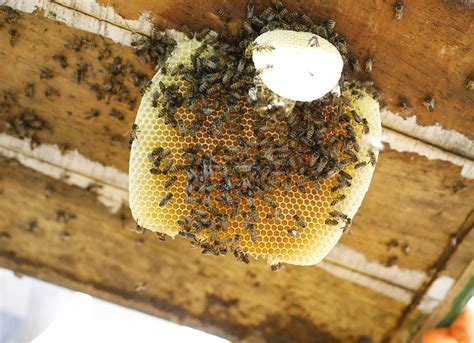 Poca De Seca Traz Aumento Nos Ataques De Abelhas Saiba Como Evitar