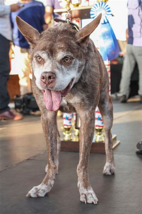 Si Chiama Quasi Modo E Ha Anni Eletto In California Il Cane Pi