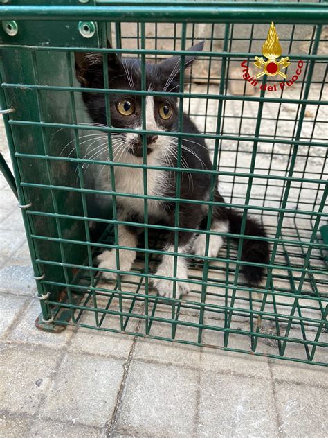 Gattino Bloccato In Un Sacco Pompieri Di Messina Lo Salvano E Gli