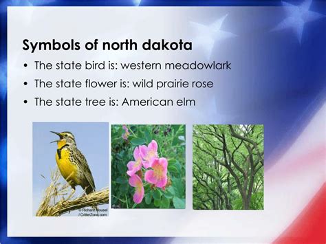 North Dakota State Bird Flower And Tree Best Flower Site