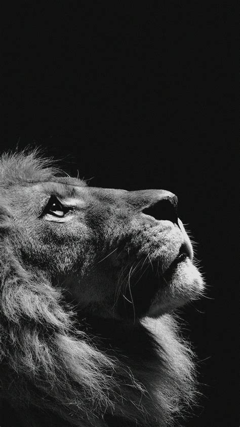 Lion iPhone Wallpaper (79+ images)