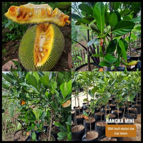 Jual Bibit Nangka Mini Tinggi 1 Meter Batang Besar Siap Berbuah