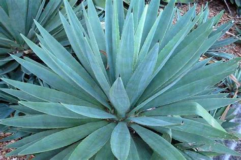 Agave Angustifolia