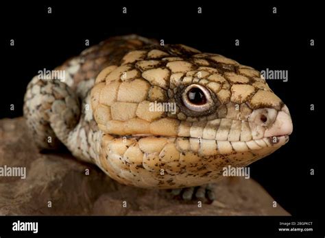 Eastern shingleback skink (Tiliqua rugosa rugosa Stock Photo - Alamy