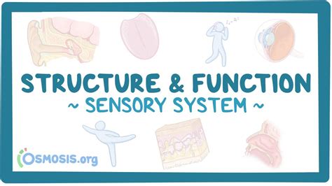 Sensory system: Structure and function: Video, Causes, & Meaning | Osmosis