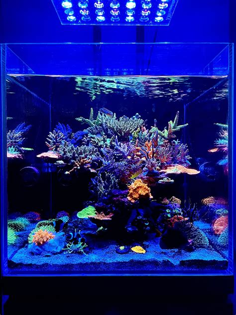 Nano Reef Tank Led Lighting Shelly Lighting