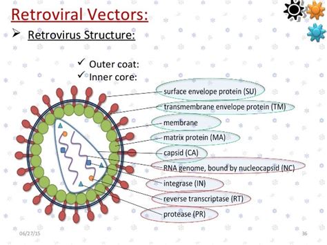 Vectors