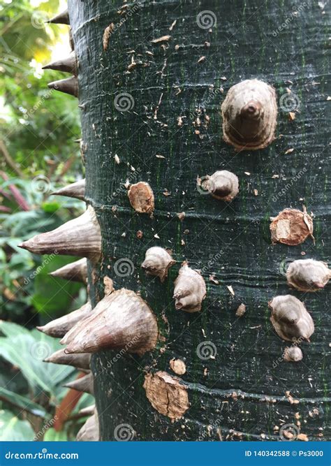 Detail Of Ceiba, Tropical Tree, Background Stock Image | CartoonDealer ...