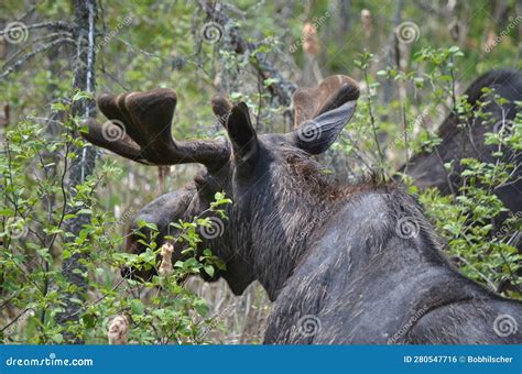 Bull Moose In Algonquin Park Stock Photo Image Of Park Nature 280547716