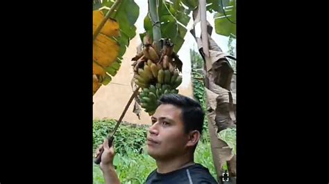 Harvest Ng Saging Para Pang Ayuda Sa Mga Kapos Palad Na Nasa Lansangan