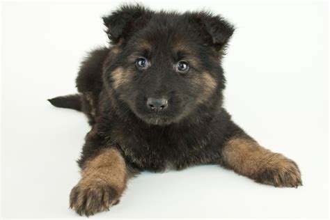 The Ultimate 7 Week Old German Shepherd Puppy Guide Shepherd Sense